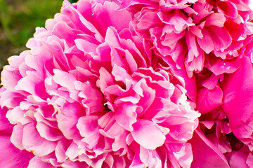 Naklejka premium Pink peonies flower bloom in peonies garden. Summer flowers peonies
