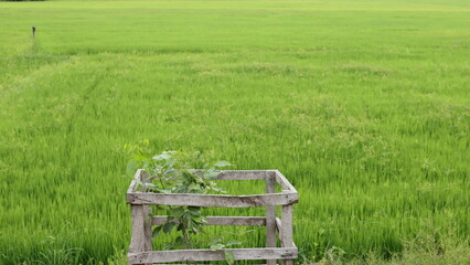 Paddy cultivation in south asia as a main sector of agriculture