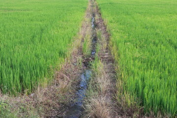 Fototapeta na wymiar Beautiful walk path in paddy field