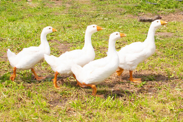 A lot of young geese on a pasture in summer