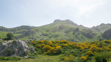Montaña verde con arbustos silvestres de flores amarillas