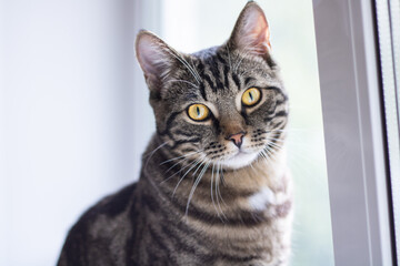 A tabby cat with bright eyes looks into the camera while sitting by the window.