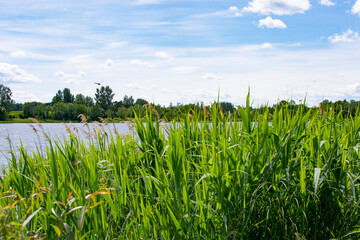 A lake and grass sedge. Summer landscape of Belarus