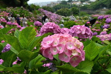 紫陽花の里　紫陽花祭り