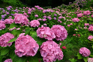 紫陽花の里　紫陽花祭り
