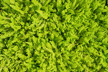 green carpet of thuja leaves for background