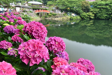 紫陽花の里　紫陽花祭り