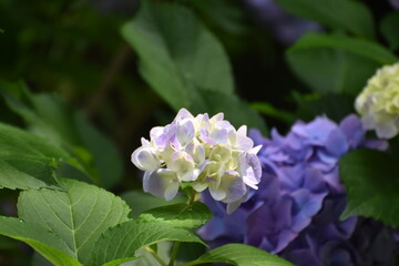 紫陽花の里　紫陽花祭り