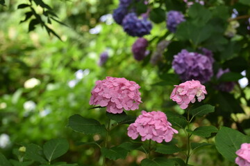 紫陽花の里　紫陽花祭り