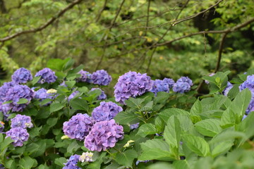 紫陽花の里　紫陽花祭り
