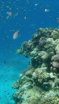 VERTICAL VIDEO: Colorful tropical fishes swimming on beautiful coral reef. Arabian Chromis (Chromis flavaxilla). Camera moving forwards approaching a coral reef in sunlight