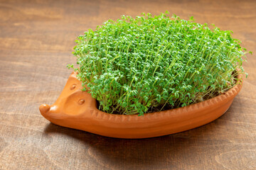 Garden cress plant (Lepidium sativum) in decorative clay hedgehog shape pot.