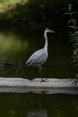 Paris, France - 06 19 2022: A grey heron fishing in the lake of Park des Buttes-Chaumont