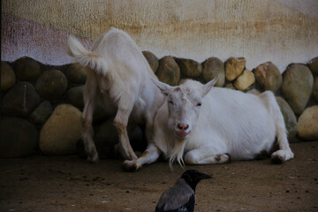 Funny white goats and crow. Animal emotions.