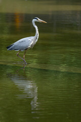 Paris, France - 06 19 2022: A grey heron fishing in the lake of Park des Buttes-Chaumont