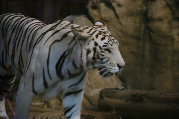 White tiger. Wild Animal.