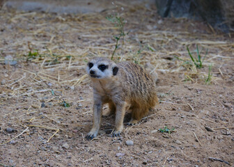 Fototapeta premium meerkat