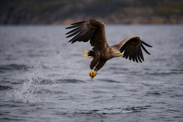 White-tailed sea eagle with prey. scientific name: Haliaeetus albicilla, is also called white-tailed sea-eagle, ern, erne, gray sea eagle and eurasian sea eagle.