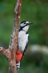 Male great-spotted woodpecker
