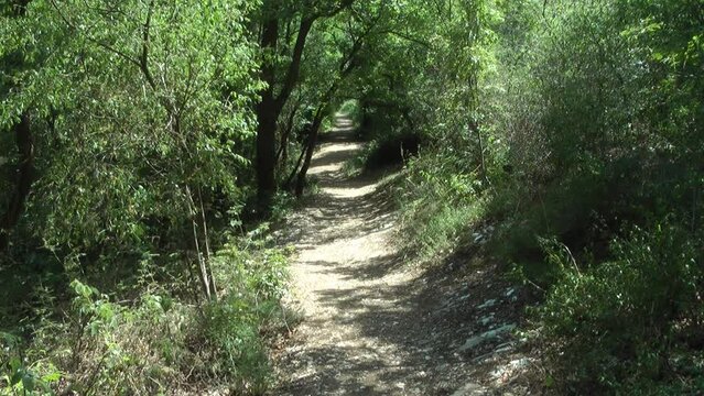 Mountain path (Euganean hills, Italy)