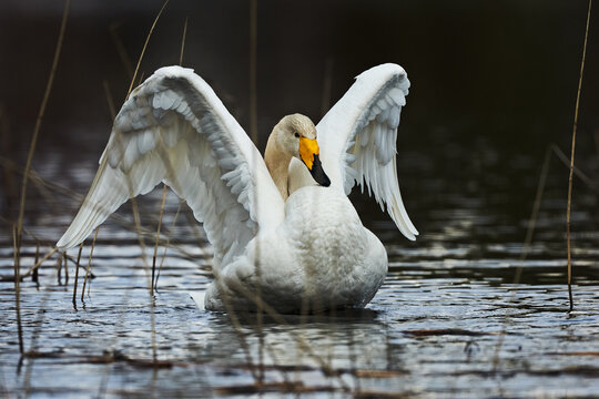 White Swooper Swan
