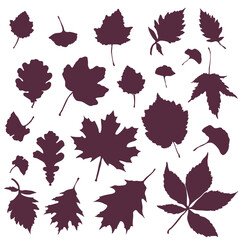 Set of leaf silhouettes. Leaves of deciduous forest trees