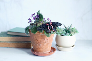 Beautiful butterfly on succulent plants in pot, books on table, abstract blurred light background. Relax time, harmony of nature. Gentle romantic inspiration scene, dreamy artistic image.