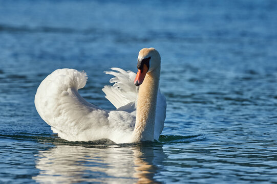 Swan (Cygnus olor) swimming in a lake.