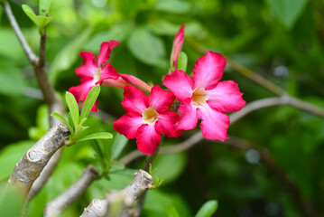 Many flowers of Adenium obesum close up