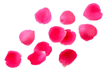 Rose petals flying on a white background. Set