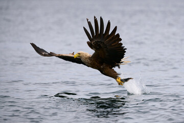 White-tailed sea eagle with prey. scientific name: Haliaeetus albicilla, is also called...