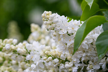 Blossoming branch of a white lilac close-up
