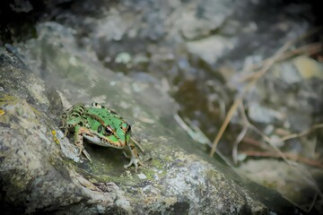 frog in the pond