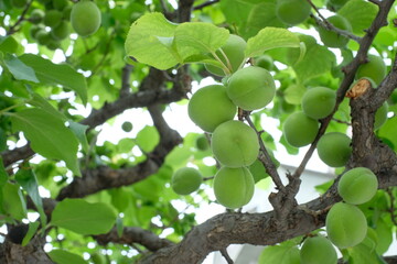 Japanese plum tree bears fruits	
