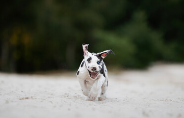 border collie dog