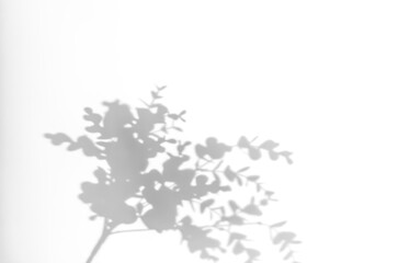 Shadows from plants on a white wall. Pattern from the leaves of flowers, bushes or trees. Beautiful background of plant leaves.