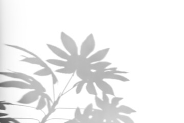 Shadows from plants on a white wall. Pattern from the leaves of flowers, bushes or trees. Beautiful background of plant leaves.