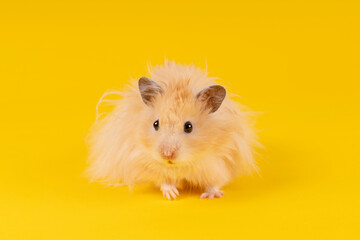 angora hamster on a yellow background. animal rodent