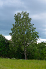 Fototapeta premium a tree in a field and a dark sky with approaching rain