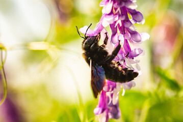 Violet Carpenter bee Xylocopa violacea pollinates a purple flower on a field. Europe, Austria. Bee...
