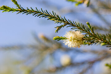 Tea-Tree Narrow-leaved Paperbark fluffy flower on a tree branch