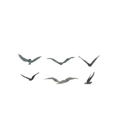 Watercolor bird gull.