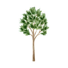 Green forest trees, mountains.