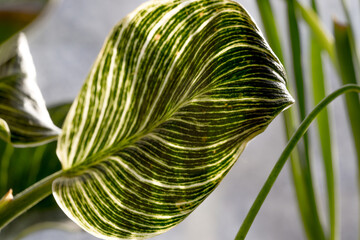 Green leaf of a philodendron plant on a light background with space for text. © Ganna Vovk
