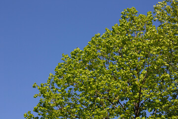 Green tree leave on white in garden clear sky.Fresh air with nature and ozone