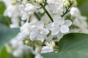 blur effect. delicate white lilac flowers. Place for text. Postcard.