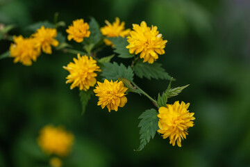 blur effect. japanese yellow rose. Spring.