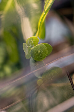 New leaves of stefania plant with tender green background. Vertical view with space for text or other design.