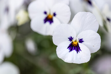 Obraz na płótnie Canvas blur effect.. white violet with purple mid spring