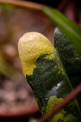 Close up vertical view of green philodendron leaf with yellow variegation and water drops on it.